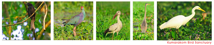 Kumarakom Bird Sanctuary