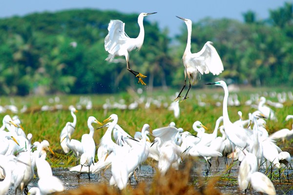 Kumarakom Bird Sanctuary Best Time to Visit